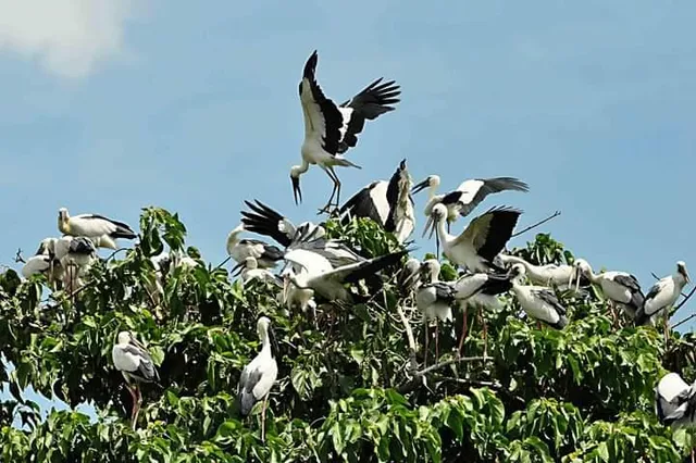 রায়গঞ্জের কুলিক পক্ষীনিবাসে পরিযায়ী পাখি গণনা শুরু হতে চলেছে