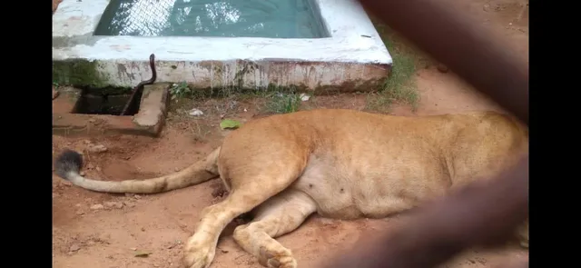Lioness from Israel dies of snake bite at zoo