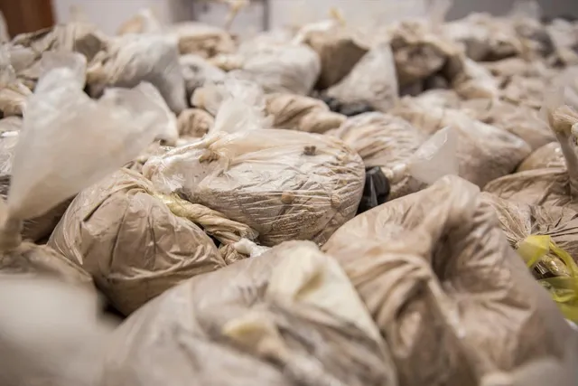 Massive drug crackdown in punjab