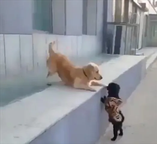 Dog's first kiss: funny video goes viral on social media