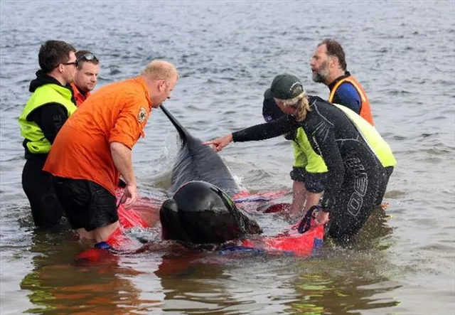 Hundreds of whales float on Australian beaches