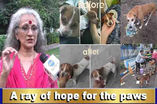 A ray of hope for the paws