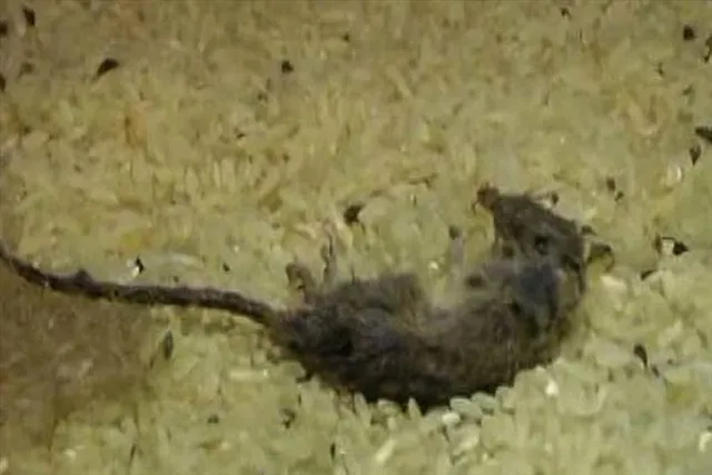 Dead rat-lizard in rice drum of mid-day meal!