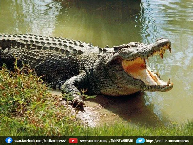 CORCODILE