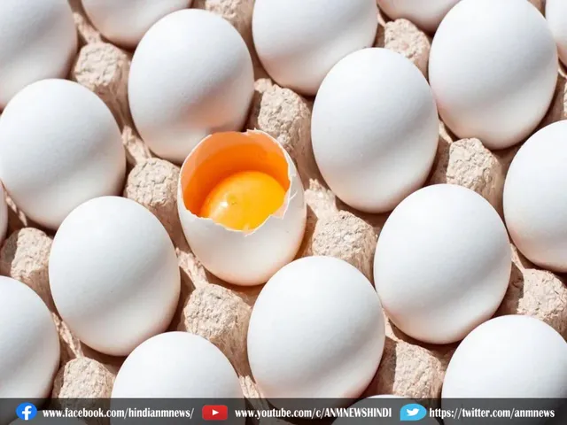 egg 3 uses