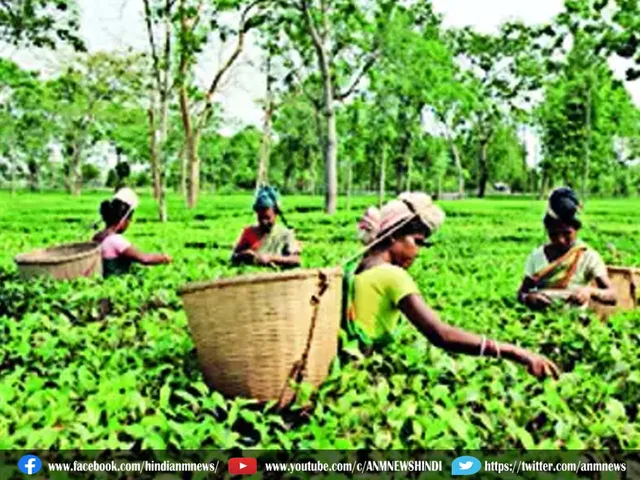 assam tea