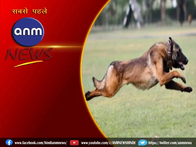 12 army dog