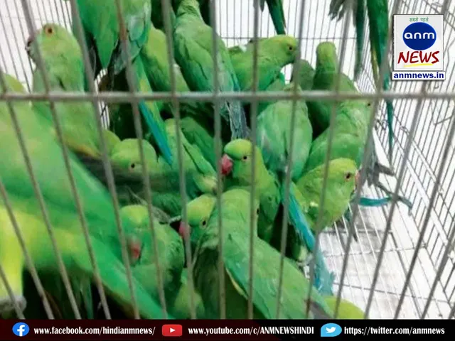 hill parrots