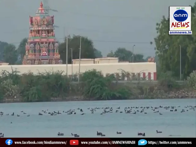 water birds
