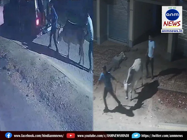 Cow theft