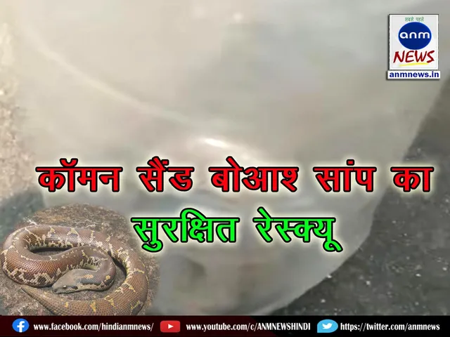 Common Sand Boa Snake