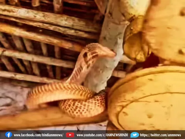 snake