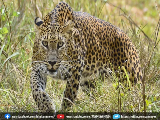 leopard jal