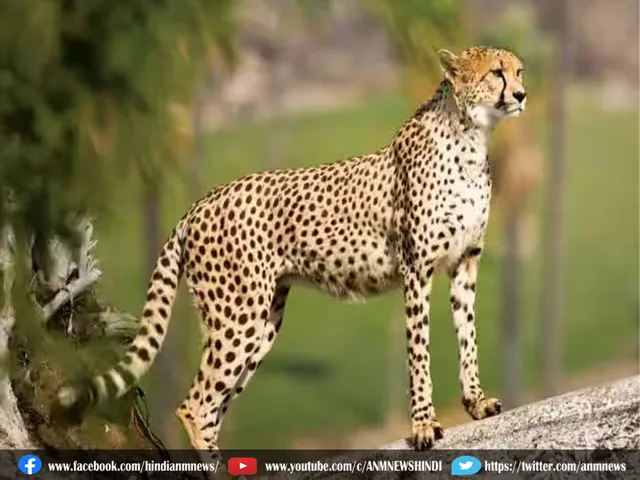 cheetah