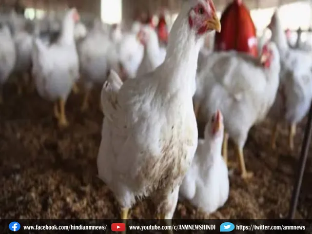 chicken.