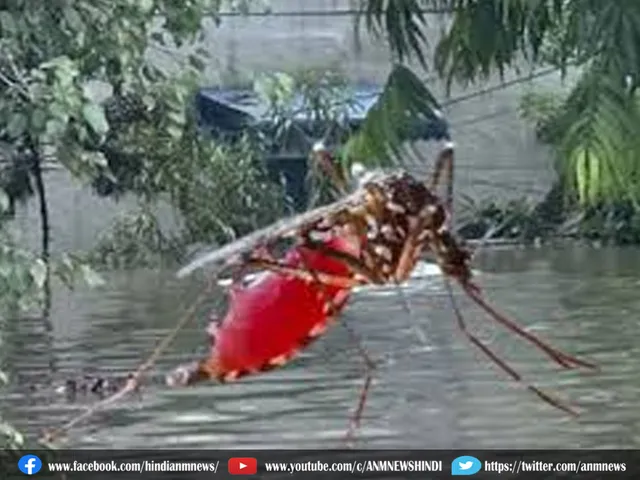 dengue pro