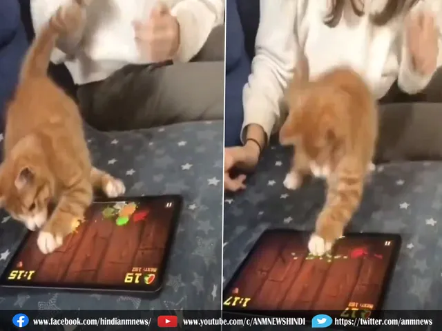 cat