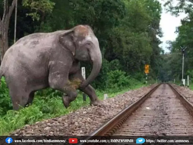 elephant died