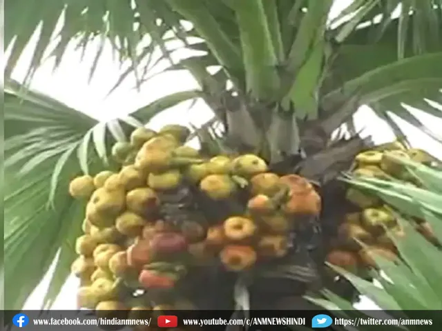 palm tree