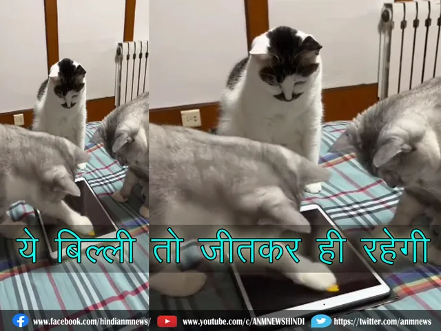 CAT VIRAL VIDEO