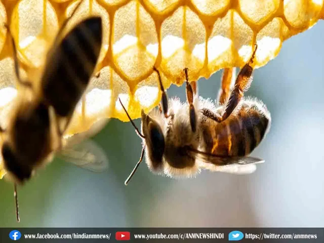 honey bees