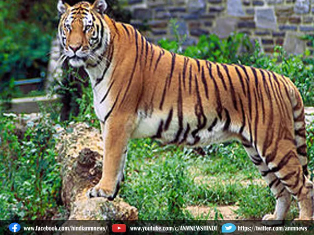 royal bengal tigers