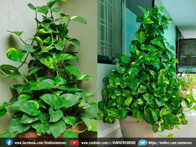 money plant