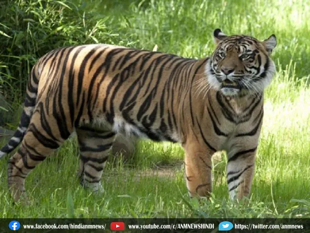 tiger
