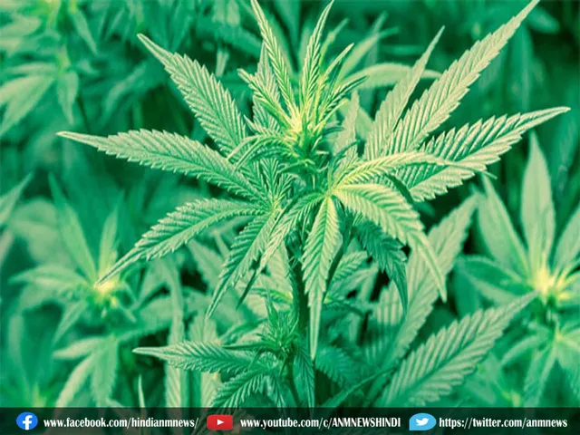 ganja mbbs