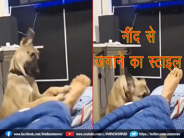 dog style.