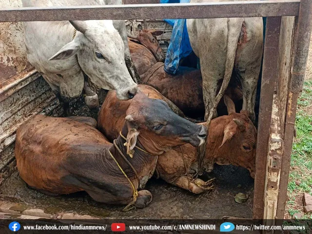 cattle jabt