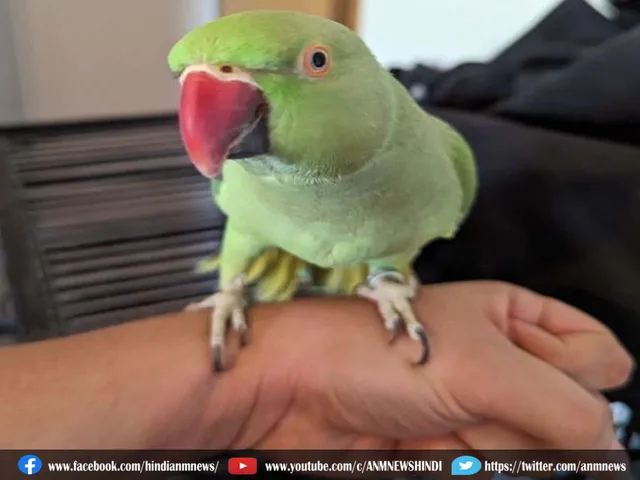 parot 2707