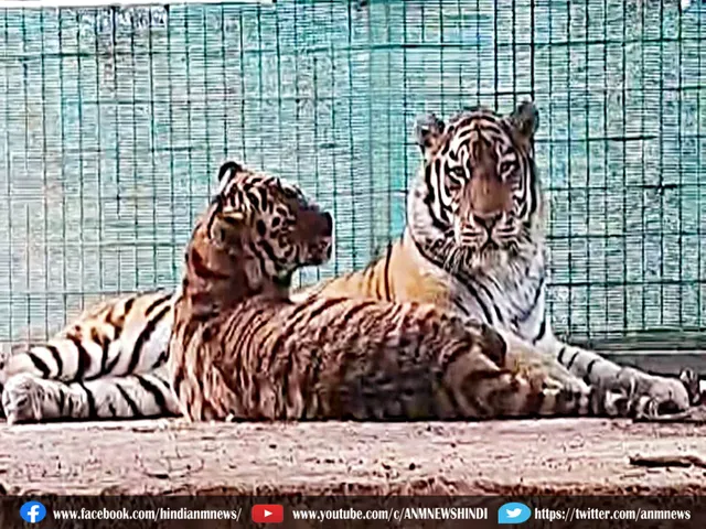 tigerc
