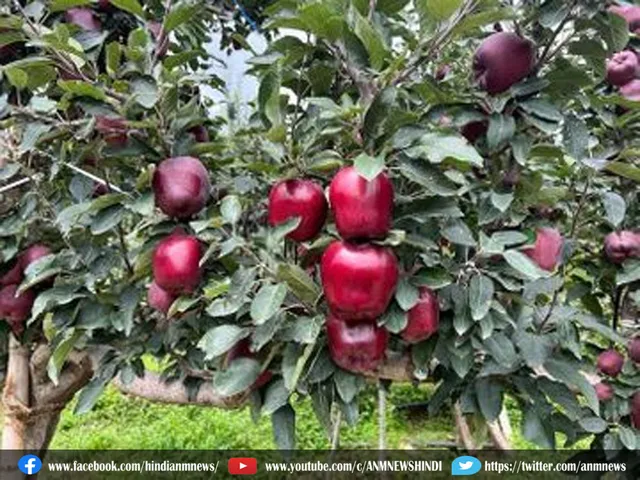 Apple Price