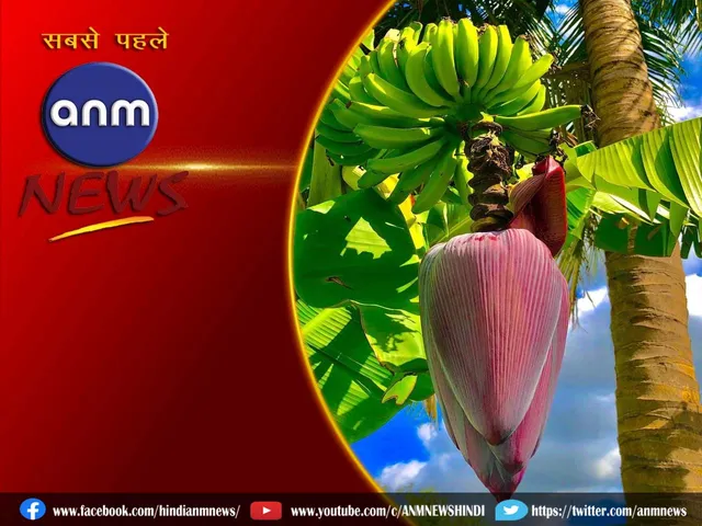 banana flower