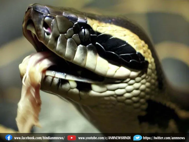 snake67
