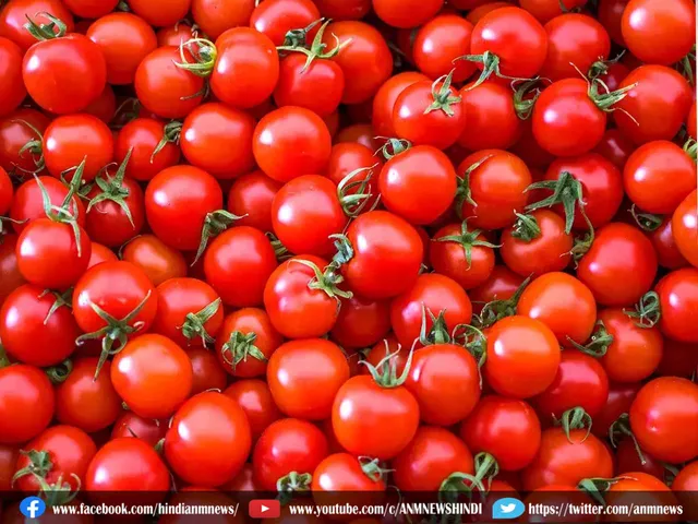 tomato 
