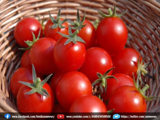 tamatar