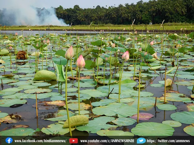 lotus farmer