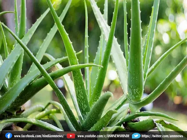 aloe vera.