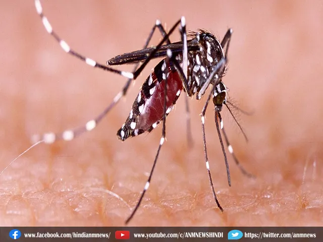 dengue mosquito