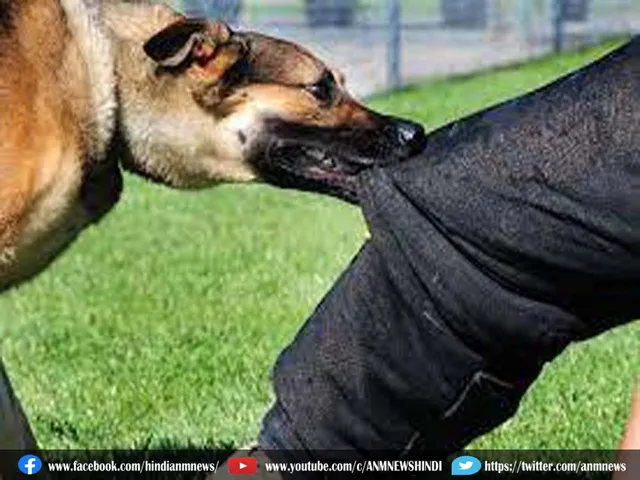 dogs348