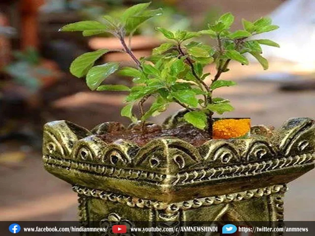 tulsi
