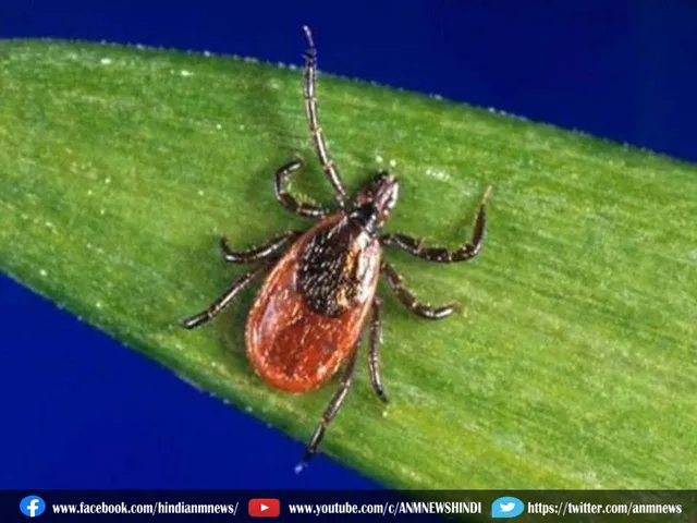 ticks