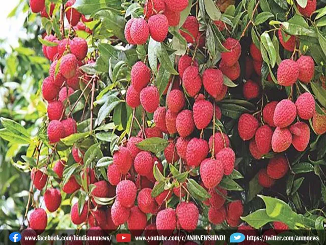 lichi