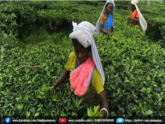 tea garden chori.