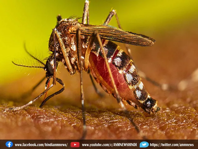 dengue update