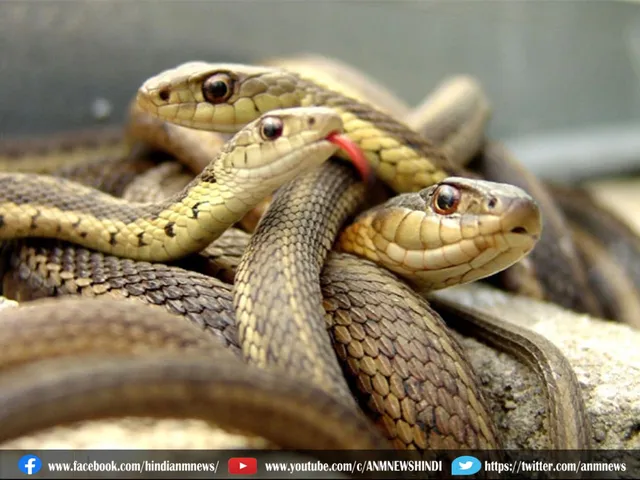 snake