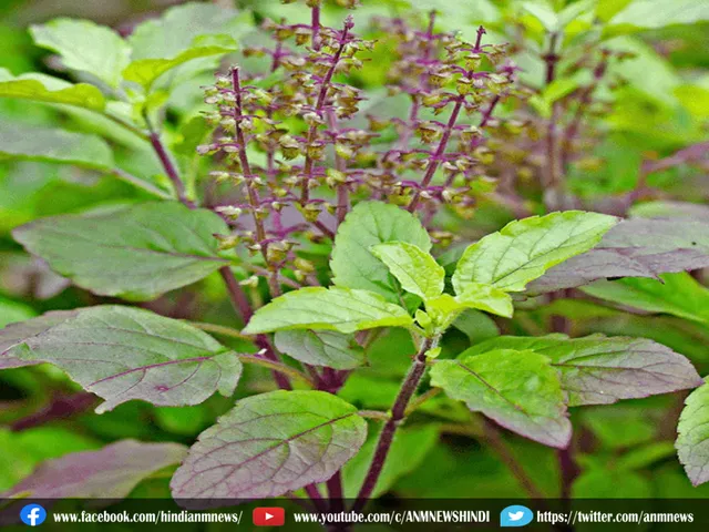 tulsi worship