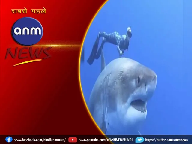 shark